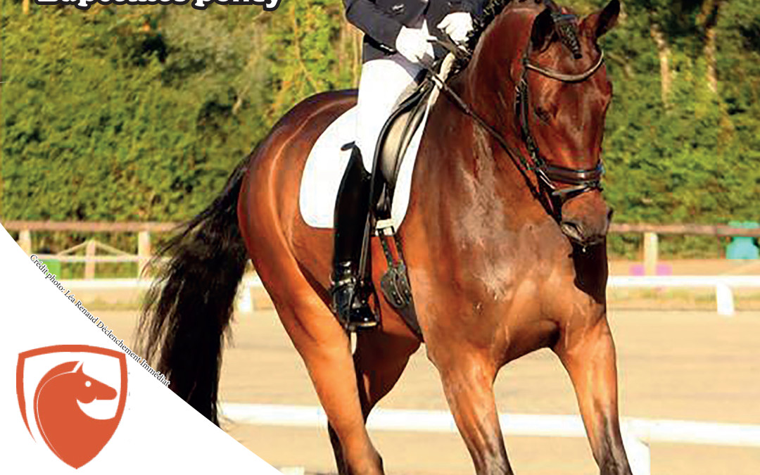 Concours national de dressage