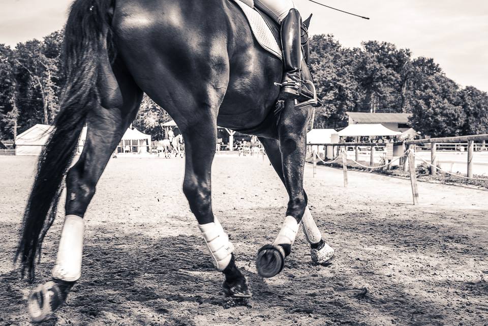 CHAMPIONNAT DÉPARTEMENTAL DRESSAGE
