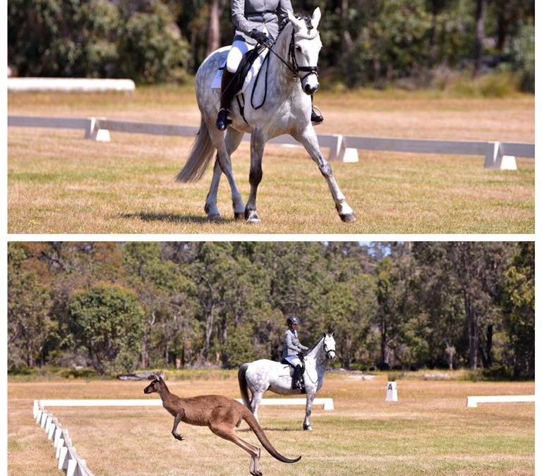 DRESSAGE AVRIL 2019